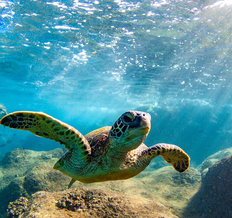 ウミガメの画像